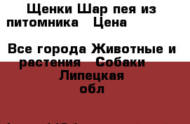 Щенки Шар пея из питомника › Цена ­ 25 000 - Все города Животные и растения » Собаки   . Липецкая обл.